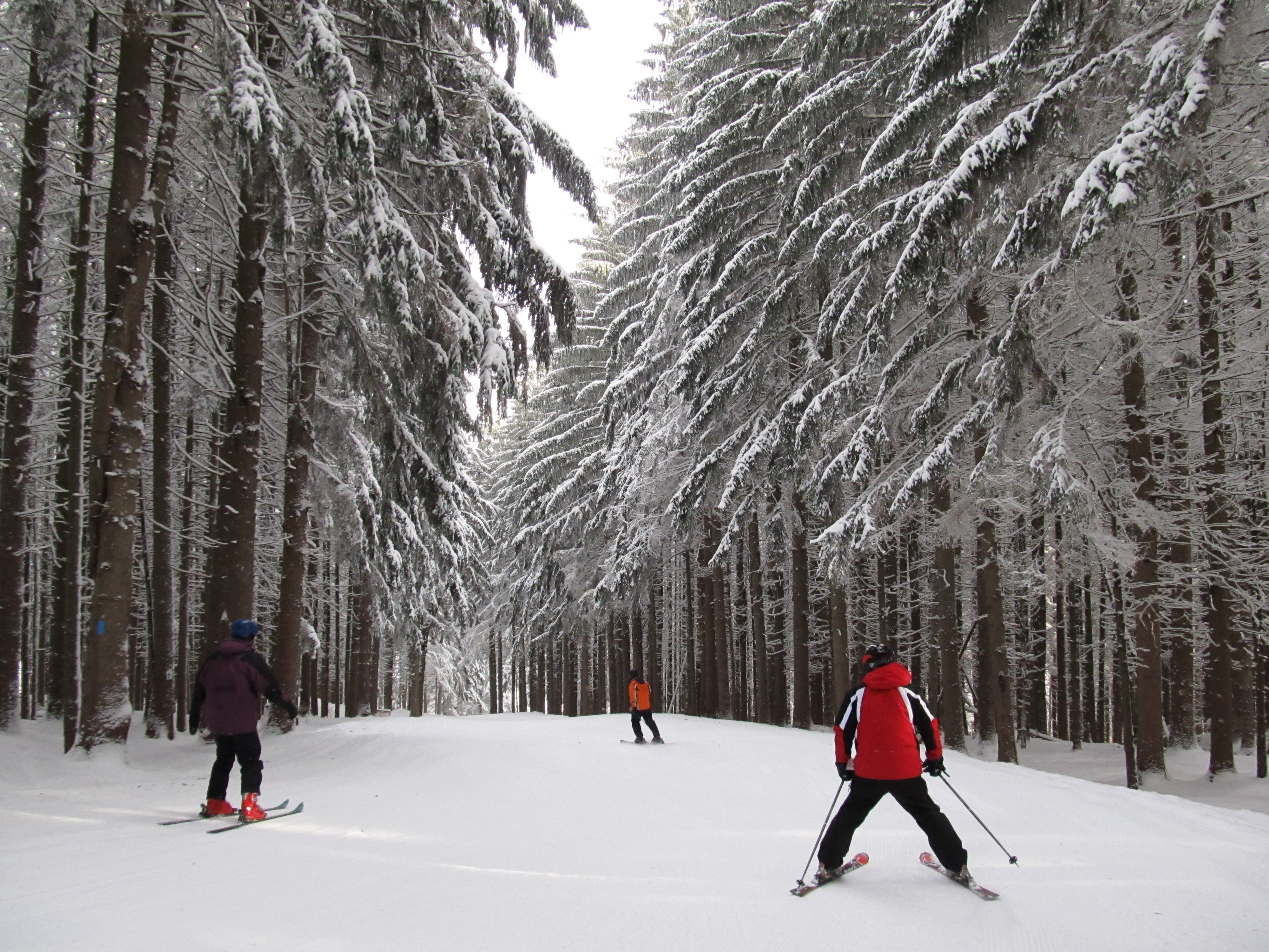 3 people skiing through trees
