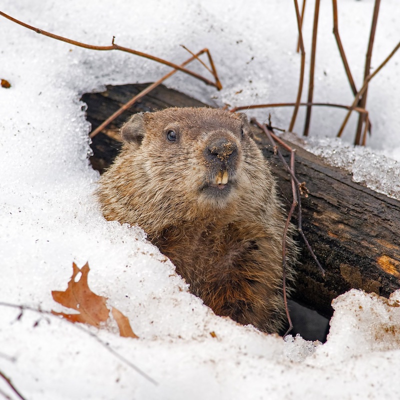 Punxsutawney Phil