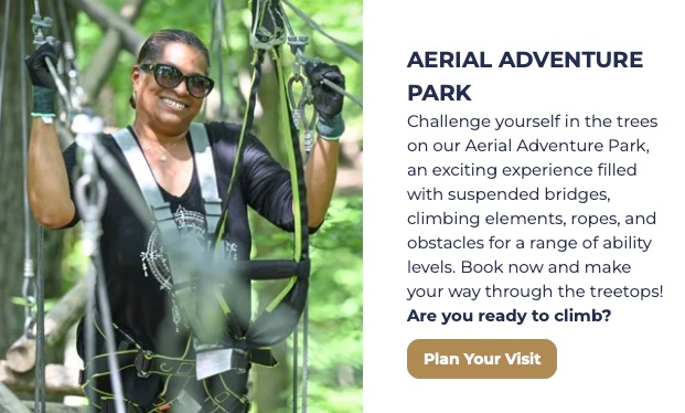 Aerial Adventure Park