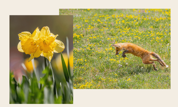 Flowers and Fox in the Meadow