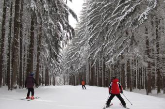 skiing through trees